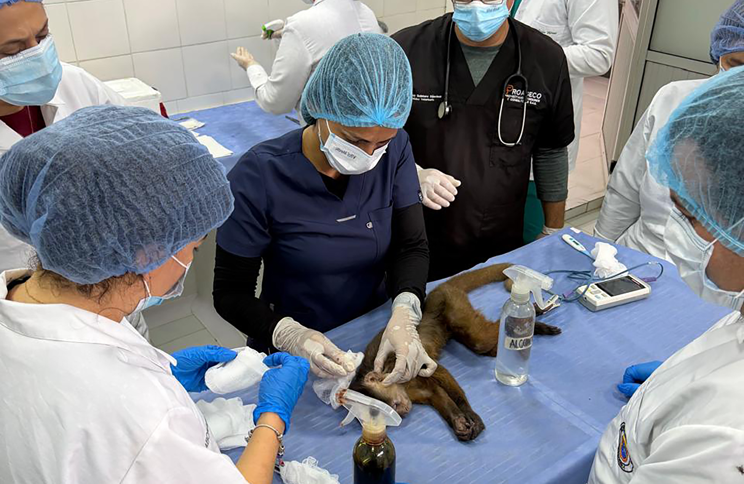 CDMB y la UCC lideran primer proceso en Colombia de recolección de tejidos de fauna silvestre para biobanco